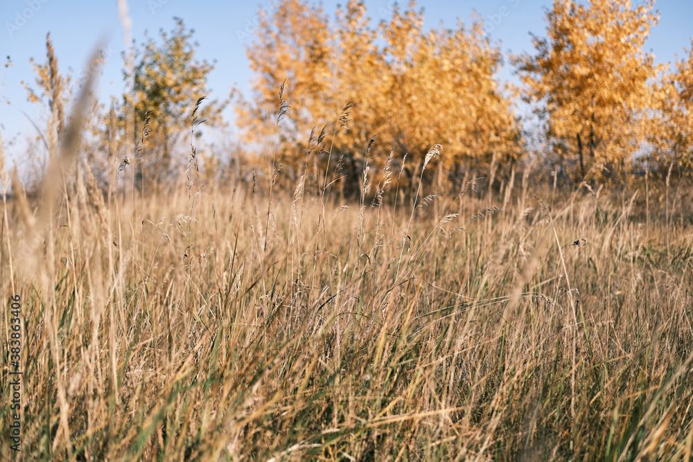 Dry grass, blurred Autumn yellow trees and blue sky on background. Concept of Indian summer in countryside. Calmness and serenity. Dry grass, blurred Autumn yellow trees and blue sky on background. Concept of Indian summer in countryside. Calmness and serenity.