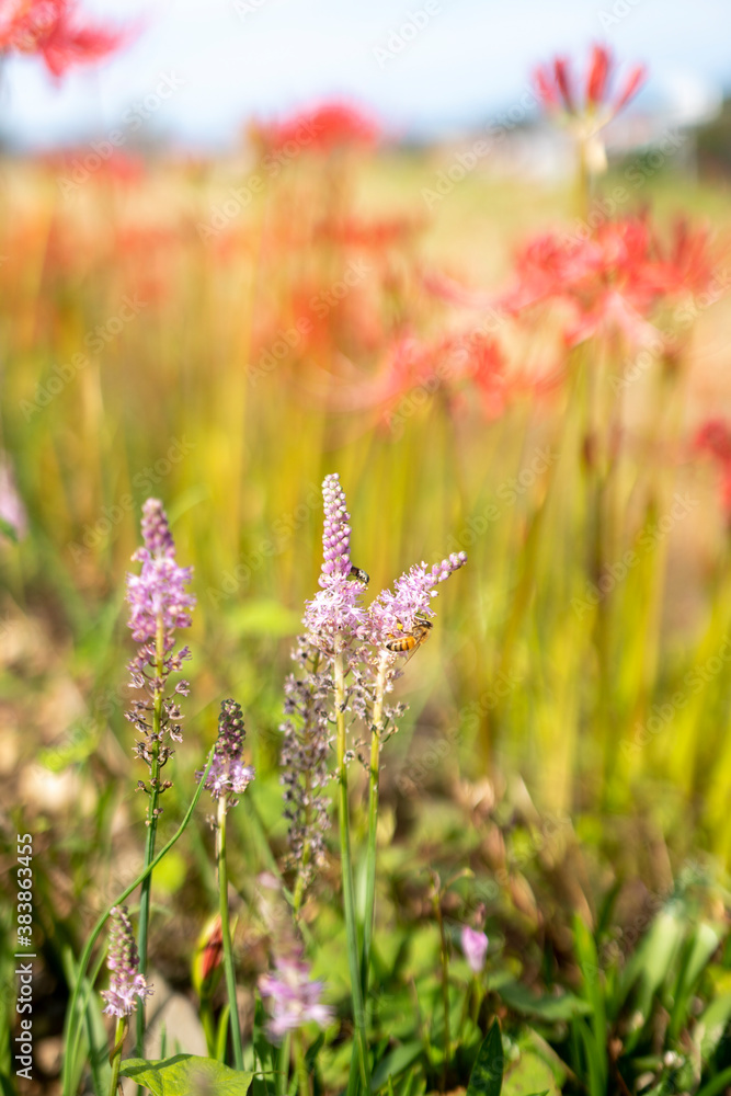 蜜蜂とピンク色の花　背景に彼岸花