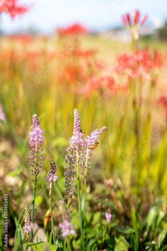蜜蜂とピンク色の花 背景に彼岸花