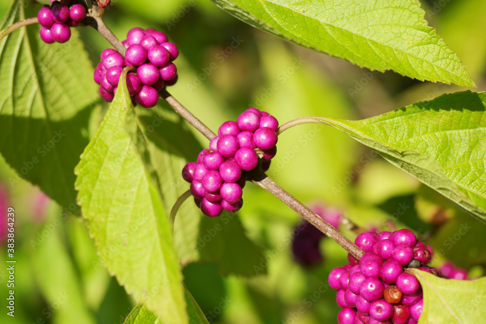 Macro bright purple Beautyberries Callicarpa americana on green leaves on sunny day