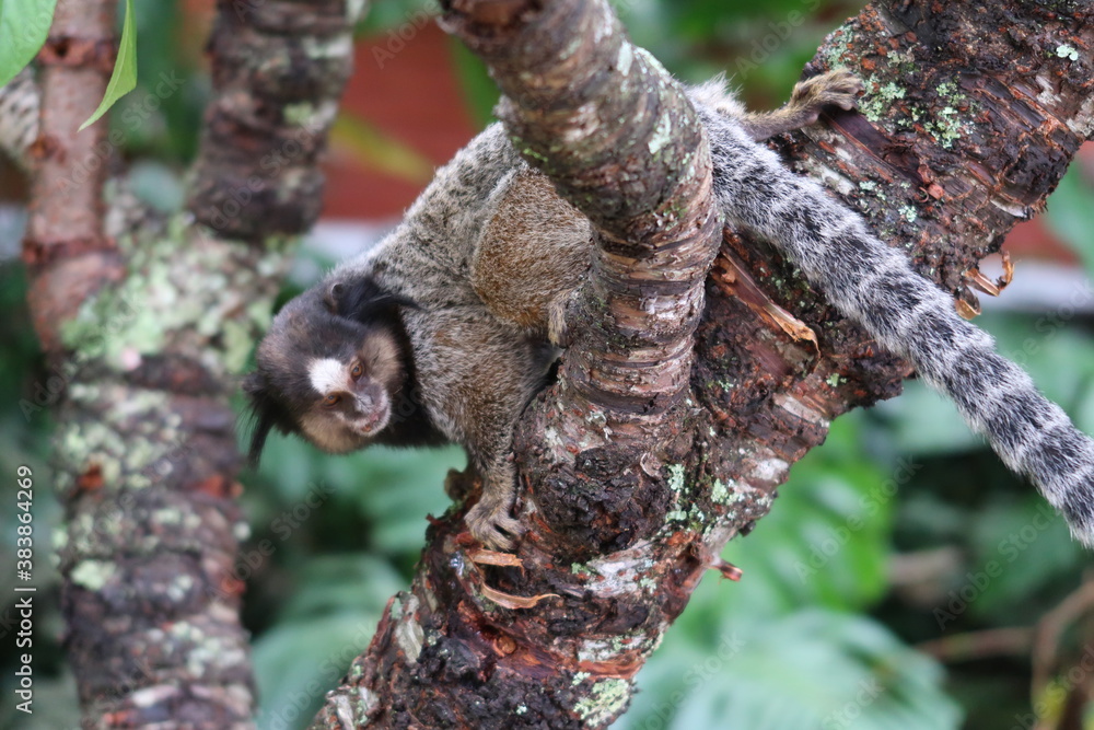 Fototapeta premium Sagui