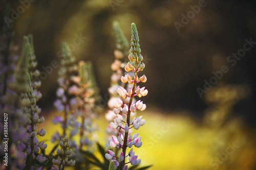 Among the dark forest grow light pink fragrant delicate lupine flowers, illuminated by a bright ray of warm sunlight on a summer day.