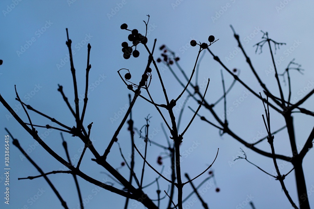 custom made wallpaper toronto digitalbranches against blue sky