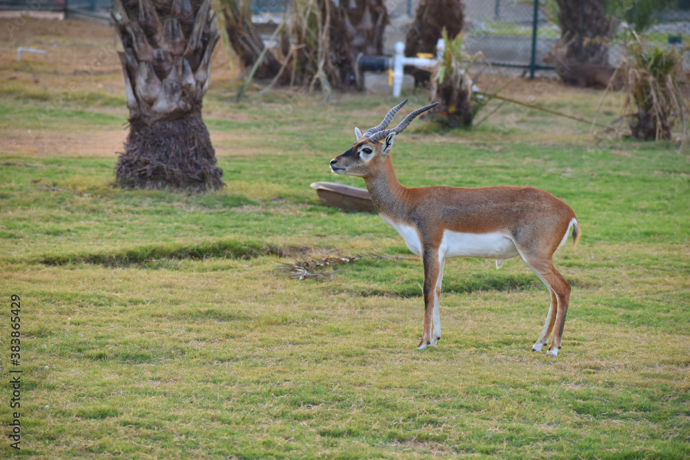 A male Blackbuck also known as Antelope, close up, Big horned wild male blackbuck in a zoo A male Blackbuck also known as Antelope, close up, Big horned wild male blackbuck in a zoo