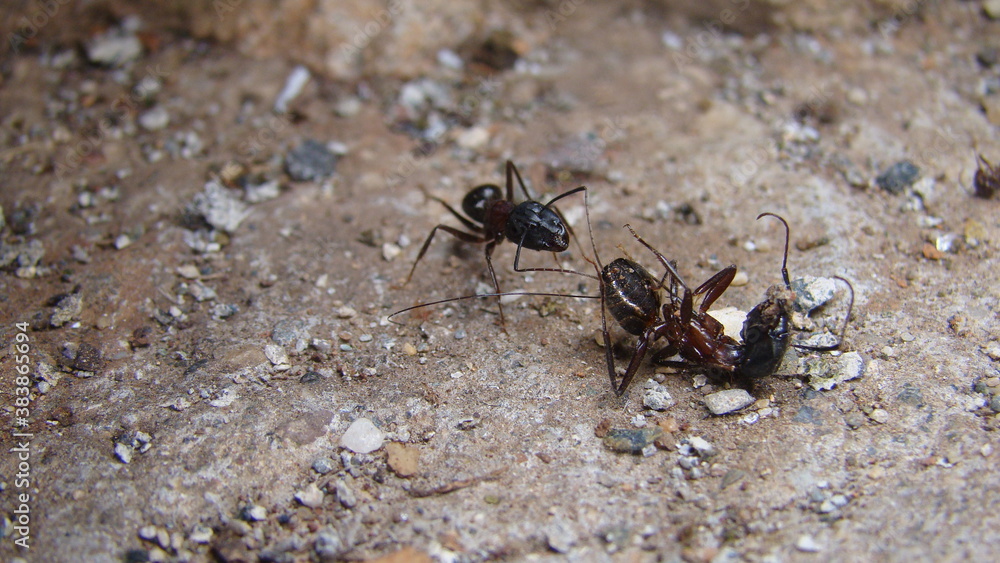 ant
a fight between two ants
ant war between two colonies of pavement ants.
close up of ant insect.
battle of ants.
ants war in the road
Ant on the way | insects in the city
insects, insect, bugs, bug ant
a fight between two ants
ant war between two colonies of pavement ants.
close up of ant insect.
battle of ants.
ants war in the road
Ant on the way | insects in the city
insects, insect, bugs, bug