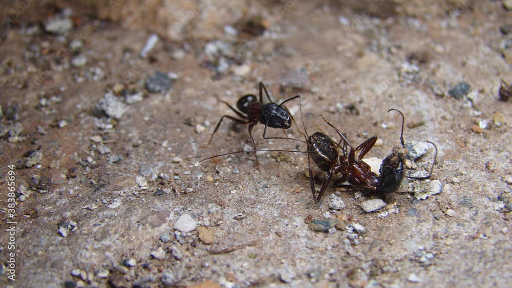 ant
a fight between two ants
ant war between two colonies of pavement ants.
close up of ant insect.
battle of ants.
ants war in the road
Ant on the way | insects in the city
insects, insect, bugs, bug