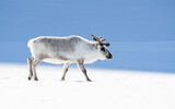 Adult reindeer, side profile, Svalbard