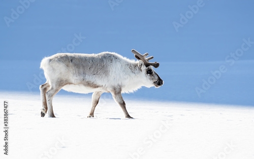 Adult reindeer, side profile, Svalbard