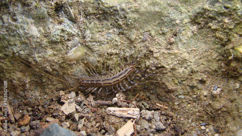 scutigera coleoptrata flycatcher. centipede flycatcher insect predator. close up of scutigera coleoptrata closeup millipedes insects, insect, bugs, bug, animals, animal, wildlife, wild nature, woods