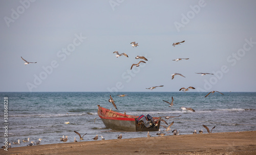 A flock of seagulls and cor...