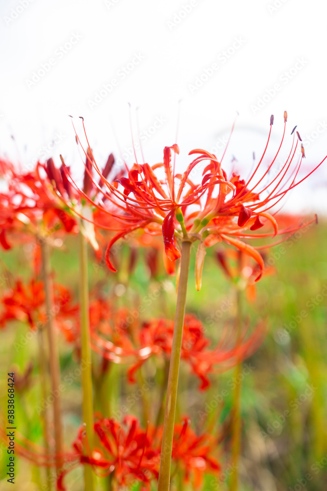 彼岸花　曼珠沙華