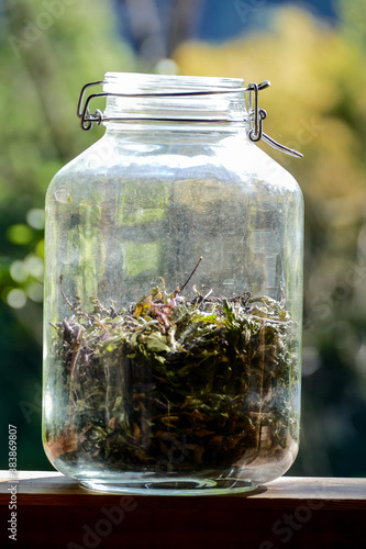 jar of herbs, digital photo picture as a background , taken in bled lake area, slovenia, europe photo