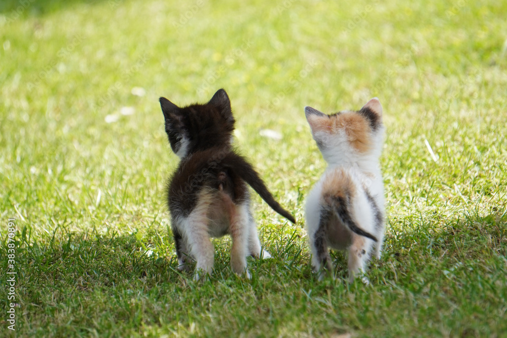 Two newborn kittens lost and abandoned waiting for their mother