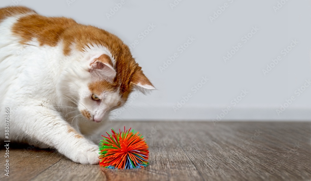 Naklejka premium Funny tabby cat playing with a sports ball. Panoramic image with copy space.