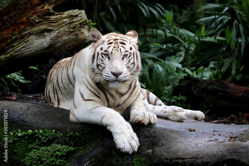 Canvas Print White Tiger