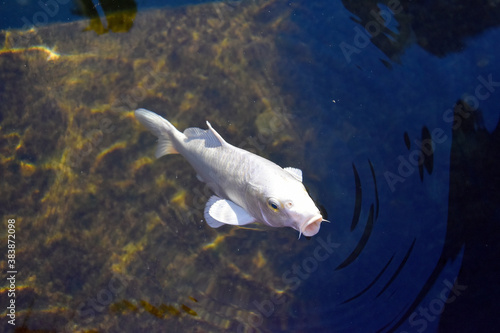 Decorative white carp, carp stuck its head out of the water and opened its mouth. A pond with ornamental fish.