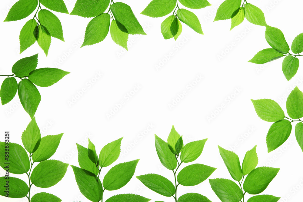 新緑の葉のフレーム、白バック