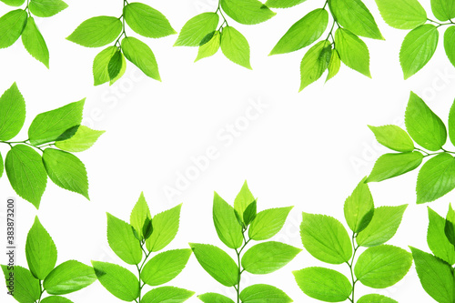 新緑の葉のフレーム、白バック