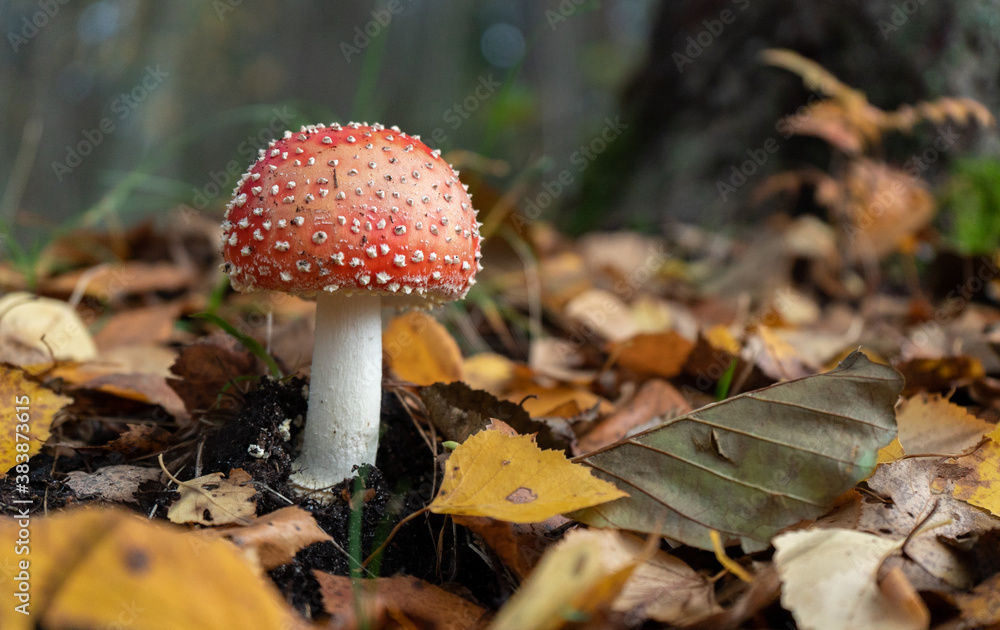 poisonous mushroom fly agaric grows in the autumn forest against the background of foliage poisonous mushroom fly agaric grows in the autumn forest against the background of foliage