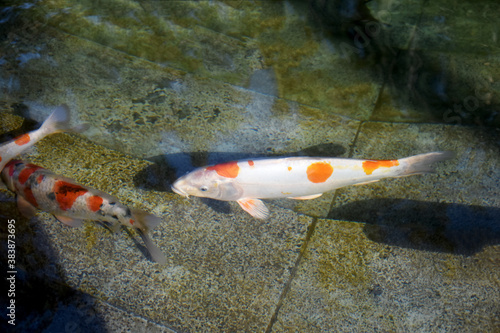Colorful decorative fish swim in an artificial pond. Unusual colorful carps or koi fish swim in the pond in the park. Beautiful Japanese koi fish playing in the pond.