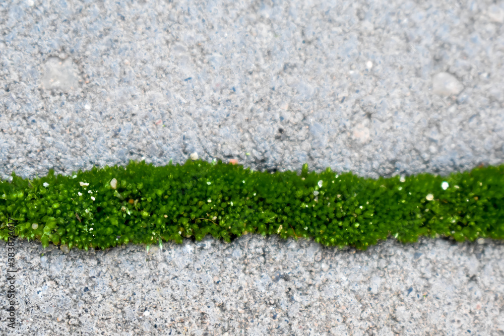Fototapeta premium Zielony mech na szarym betonie.