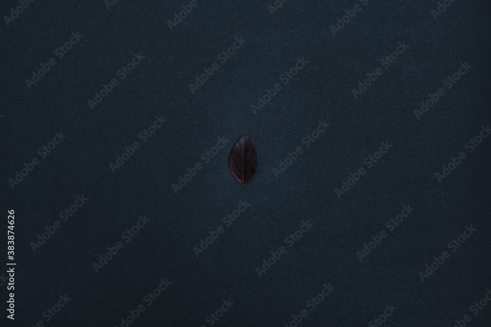 beautiful autumn leave isolated on black background beautiful autumn leave isolated on black background