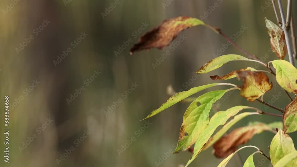 Green and yellow plant leaves swaying by wind Green and yellow plant leaves swaying by wind