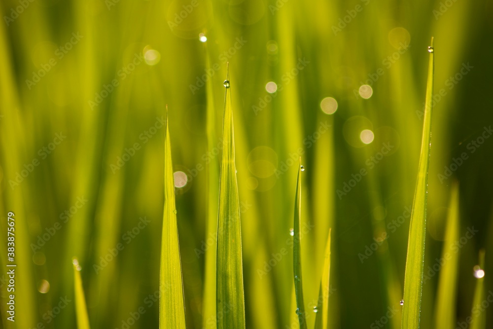 Obraz premium grass with dew drops