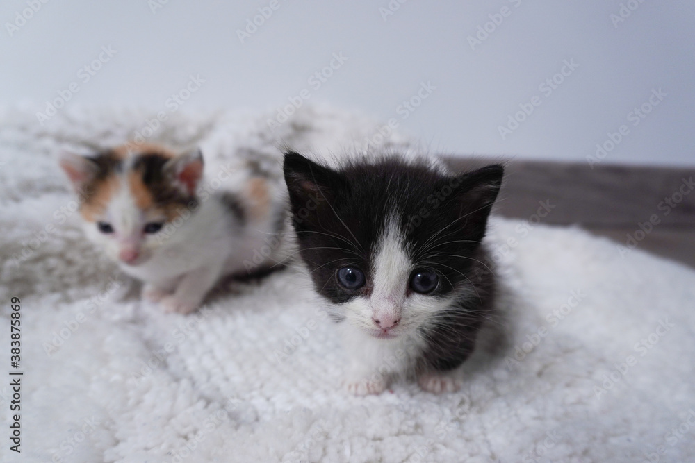 Two newborn kittens adopted together on a blanket Two newborn kittens adopted together on a blanket