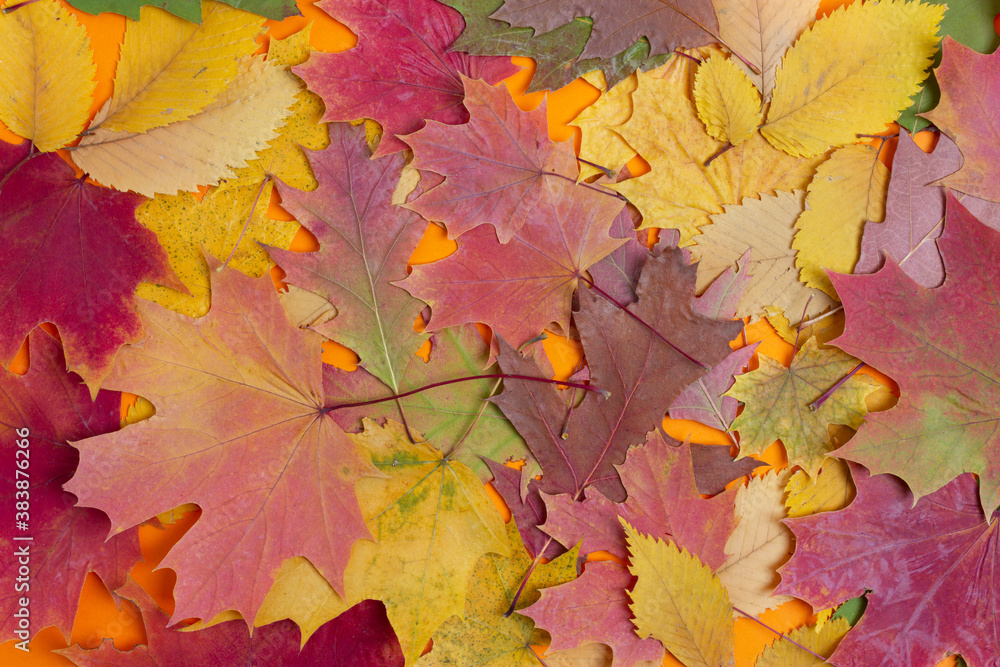 Colorful and bright background made of dry autumn leaves. Top view.