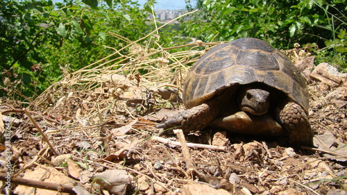 tortoise. Greek tortoise. close up of tortoise. closeup turtle. tortoise in nature - turtle. reptiles, reptile, animals, animal, pets, pet, wildlife, wild nature, forest, woods, garden, park, desert