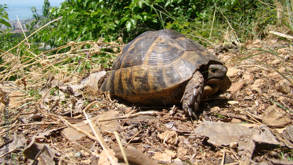 Obraz premium tortoise. Greek tortoise. close up of tortoise. closeup turtle. tortoise in nature - turtle. reptiles, reptile, animals, animal, pets, pet, wildlife, wild nature, forest, woods, garden, park, desert 