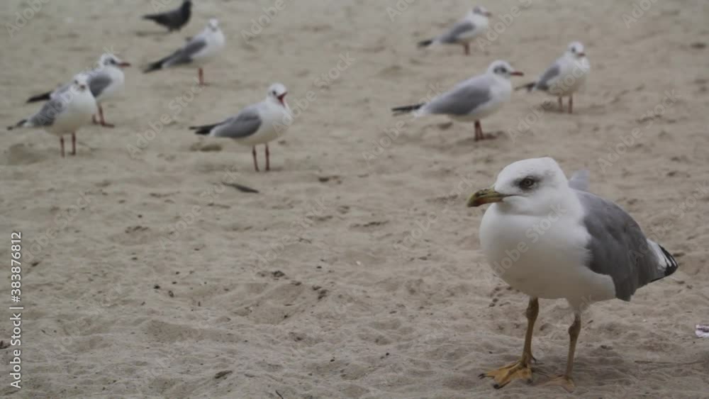 Many seagulls in the sand Many seagulls in the sand