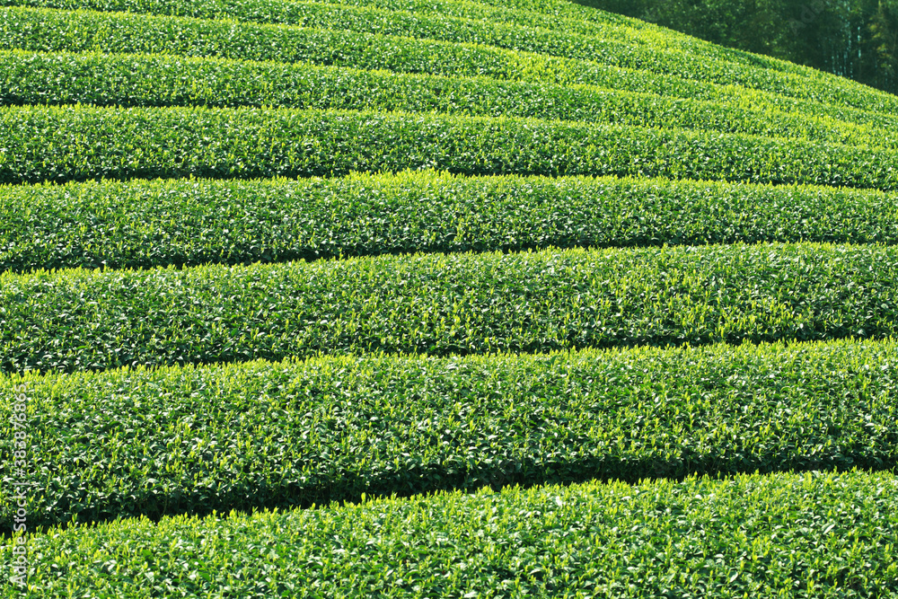 茶畑 茶畑
