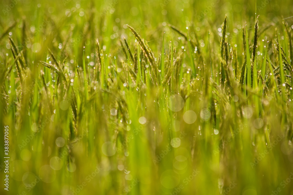 green grass background green grass background