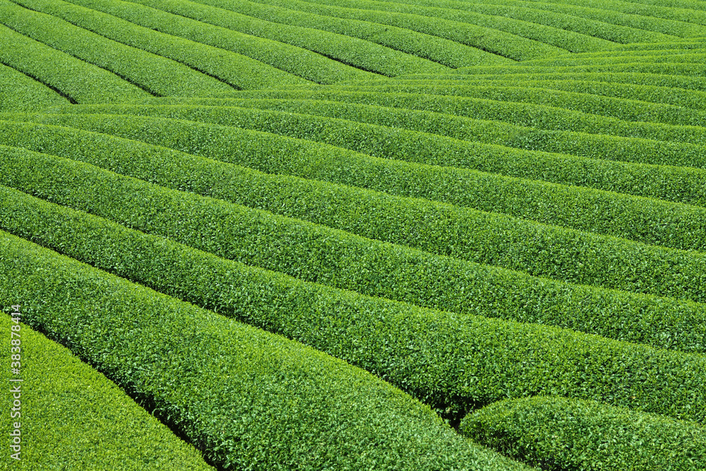 茶畑 茶畑