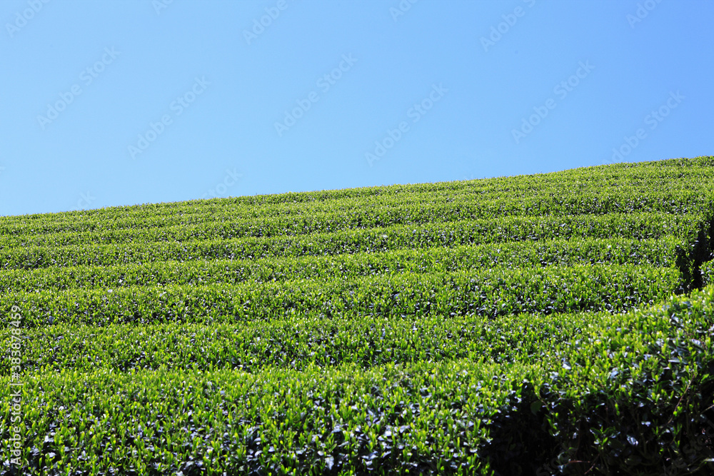 茶畑 茶畑