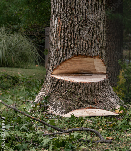 Принти на полотні Tree with Dutchman Notch for Felling - Tree Removal Suburban Landscaping
