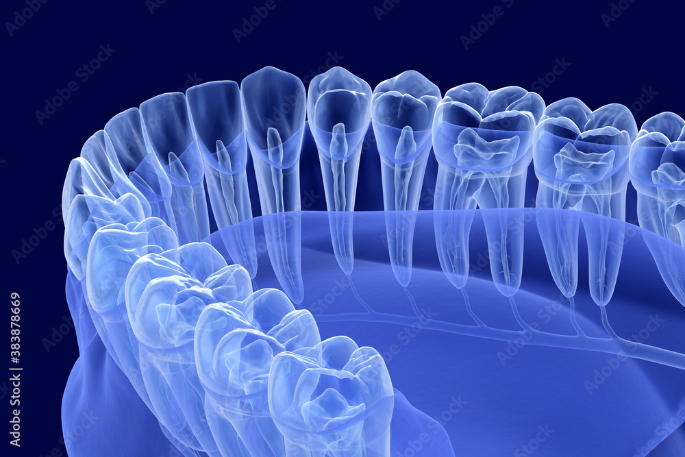 Teeth root anatomy, Xray view. Medically accurate dental 3D
