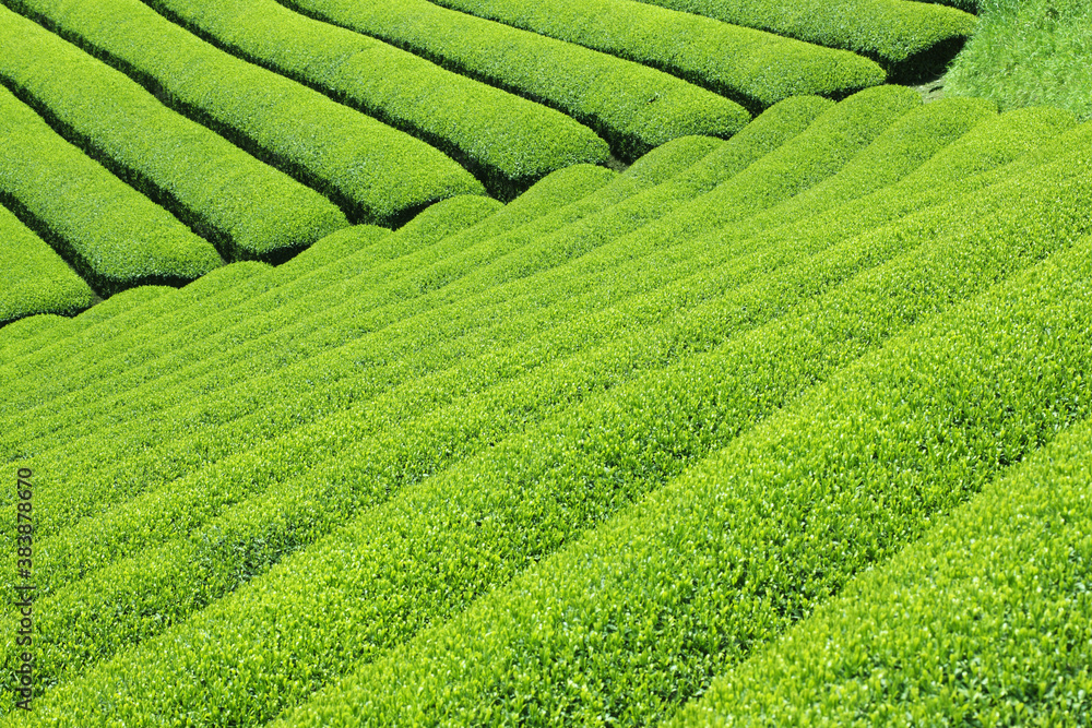 茶畑 茶畑