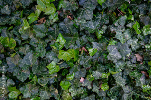 Ivy (Hedera) with dew drops. Lianas cover a wall. Natural texture of the leaves of a shrub plant. leaves of different shades of green, color spring and summer. garden. Natural background