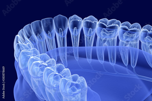 Teeth root anatomy, Xray view. Medically accurate dental 3D illustration