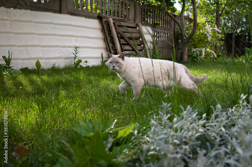 White cat in the garden. A domestic cat is resting in the green garden. Blue eyes, White fur of a cat looking away. pet care. Place for text