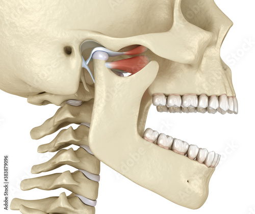 TMJ: The temporomandibular joints. Healthy occlusion anatomy. Medically accurate 3D illustration of human teeth and dentures concept photo