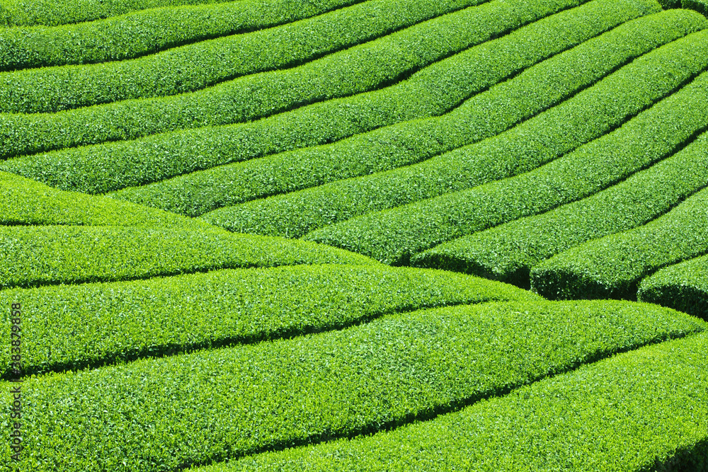 茶畑 茶畑