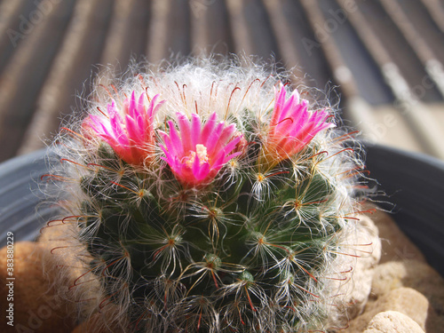 Mammillaria hahniana, sun loving succulent, old lady cactus with tree bright pink flowers in sunlight. Beautiful Reddish purple flowers, white down and white spines. Close-up, macro, side view. Sunny  photo