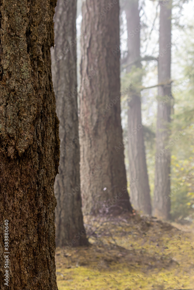 Fototapeta premium pine trees growing in a row in the fog