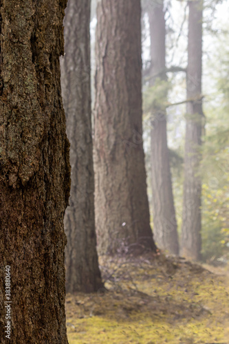 pine trees growing in a row in the fog