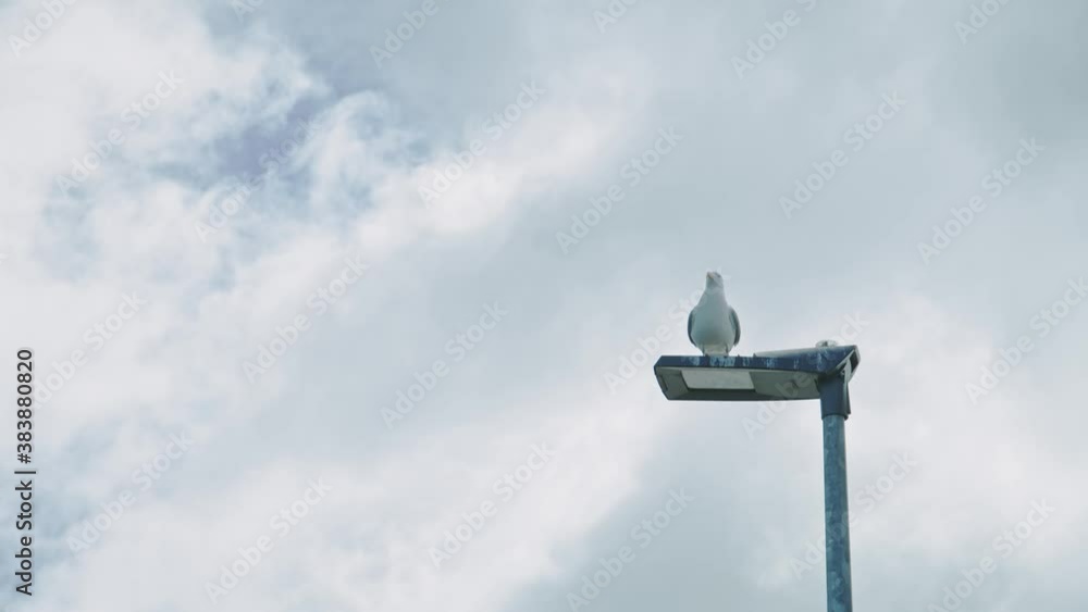Close up of a seagull sitting on a light pole on a fishing pier with a cloudy background Close up of a seagull sitting on a light pole on a fishing pier with a cloudy background
