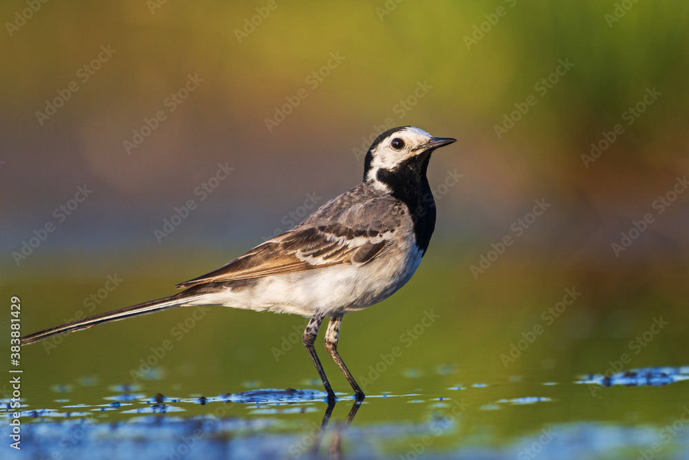 white wagtail stands in the water at sunset